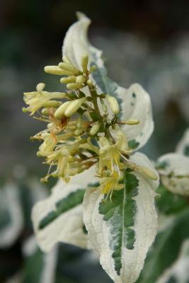 Diervilla sessilifolia 'LPDC Podaras' (COOL SPLASH ® FIRST EDITIONS® series Southern Bush-honeysuckle, PP19391), flower, full