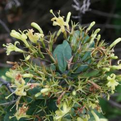 Diervilla rivularis 'Morton' (SUMMER STARS ™ Georgia Bush-honeysuckle), inflorescence