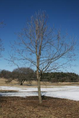 Diospyros virginiana (Persimmon), habit, winter
