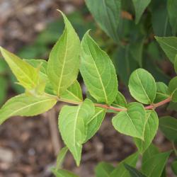 Diervilla rivularis 'Morton' (SUMMER STARS ™ Georgia Bush-honeysuckle), leaf, new