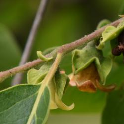 Diospyros virginiana (Persimmon), bark, twig, flower, side