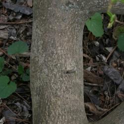 Dirca palustris (Leatherwood), bark, trunk