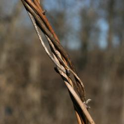 Dioscorea villosa (Wild Yam), bark, stem