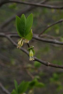Dirca palustris (Leatherwood), inflorescence