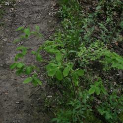 Dirca palustris (Leatherwood), habit, spring