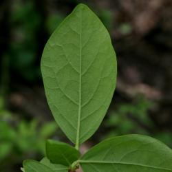 Dirca palustris (Leatherwood), leaf, lower surface