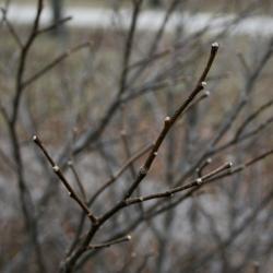 Dirca palustris (Leatherwood), habit, winter
