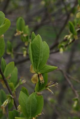 Dirca palustris (Leatherwood), leaf, spring