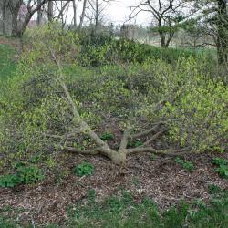 Dirca palustris (Leatherwood), habit, spring