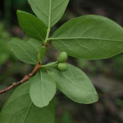 Dirca palustris (Leatherwood), fruit, immature, leaf, lower surface