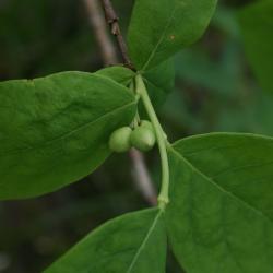 Dirca palustris (Leatherwood), fruit, immature