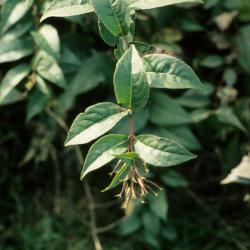 Diervilla lonicera (Bush-honeysuckle), fruit, mature