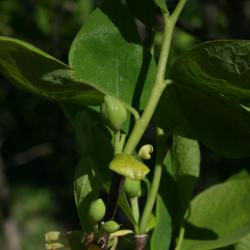 Dirca palustris (Leatherwood), fruit, immature