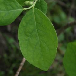 Dirca palustris (Leatherwood), leaf, upper surface