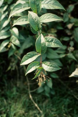 Diervilla lonicera (Bush-honeysuckle), fruit, mature