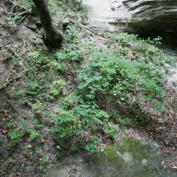 Dirca palustris (Leatherwood), habitat