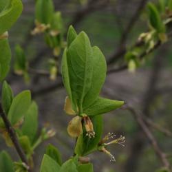 Dirca palustris (Leatherwood), leaf, spring