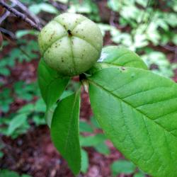 Stewartia malacodendron L. (silky-camellia)v, fruit