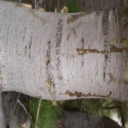 Pinus albicaulis Engelm. (whitebark pine), bark