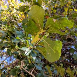 Quercus arkansana Sarg. (Arkansas oak), foliage
