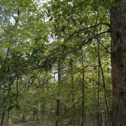 Quercus oglethorpensis Duncan (Oglethorpe's oak), trunk and branch