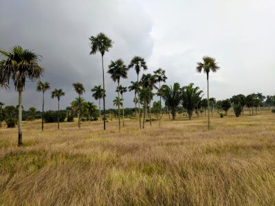 Palm collection at Havana Botanical Garden, Cuba
