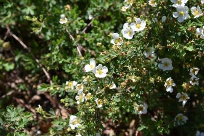 Dasiphora fruticosa 'Abbotswood' (Abbotswood Shrubby Cinquefoil), flower, full
