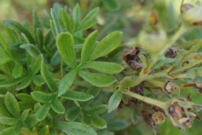 Dasiphora fruticosa 'Goldfinger' (Goldfinger Shrubby Cinquefoil), summer, leaf, upper surface