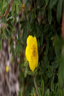 Dasiphora fruticosa 'Goldstar' (Goldstar Shrubby Cinquefoil), flower, full