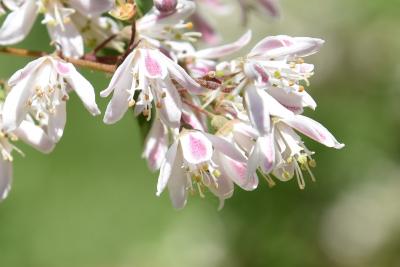 Deutzia scabra 'Watereri' (Waterer Rough-leaved Deutzia), flower, full