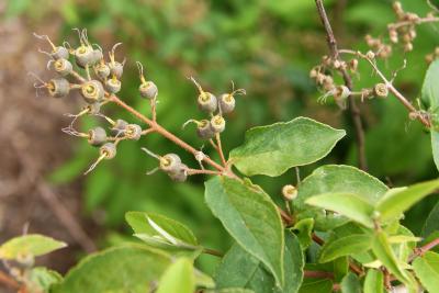 Deutzia scabra 'Plena' (Double-flowered Rough-leaved Deutzia), infructescence