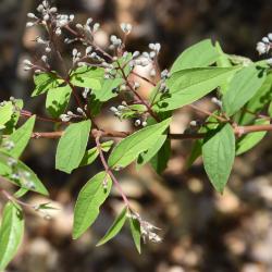 Deutzia ningpoensis (Ningpo Deutzia), leaf, summer