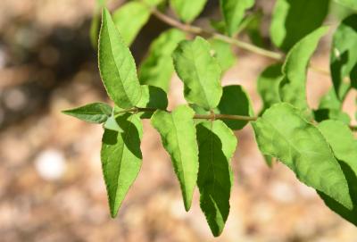 Deutzia scabra 'Plena' (Double-flowered Rough-leaved Deutzia), leaf, summer