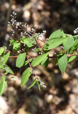 Deutzia ningpoensis (Ningpo Deutzia), leaf, summer