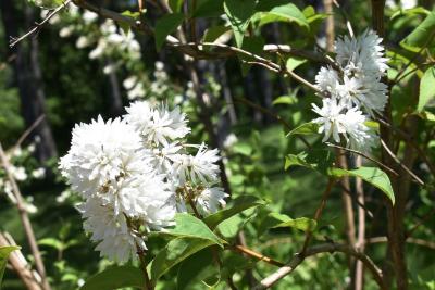 Deutzia scabra 'Plena' (Double-flowered Rough-leaved Deutzia), inflorescence