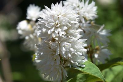 Deutzia scabra 'Plena' (Double-flowered Rough-leaved Deutzia), flower, full