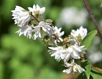 Deutzia scabra 'Plena' (Double-flowered Rough-leaved Deutzia), inflorescence, flower, side
