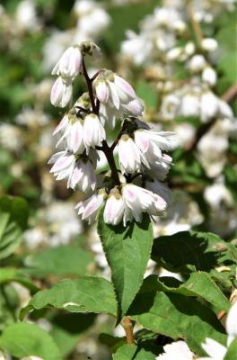 Deutzia scabra 'Plena' (Double-flowered Rough-leaved Deutzia), flower, side
