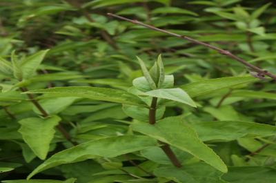 Deutzia scabra 'Plena' (Double-flowered Rough-leaved Deutzia), leaf, new