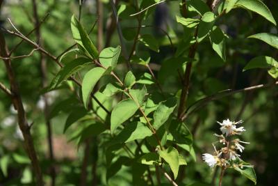 Deutzia scabra 'Plena' (Double-flowered Rough-leaved Deutzia), leaf, summer