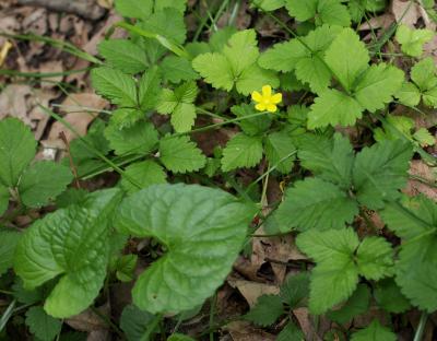 Duchesnea indica (Indian-strawberry), habit, spring
