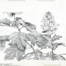 Hydrangea quercifolia = [graphic] Oak-leaved Hydrangea / Nancy Hart Stieber.