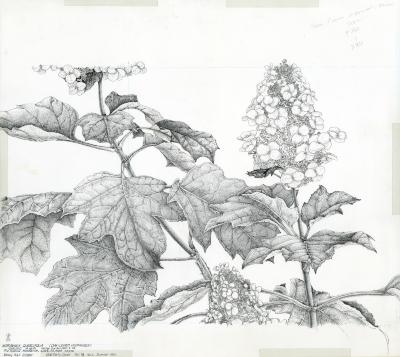 Hydrangea quercifolia = [graphic] Oak-leaved Hydrangea / Nancy Hart Stieber.
