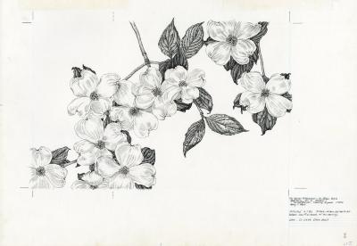 Cornus florida = [graphic] Flowering dogwood / Nancy S. Hart.