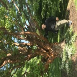 Kris Bachtell with Acer griseum (Franch.) Pax (paper-barked maple) at private Coatesville estate