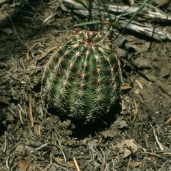 Echinocereus reichenbachii (Lace Hedgehog Cactus), habit, summer