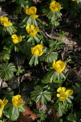 Eranthis hyemalis (Winter Aconite), habit, spring, flower, full