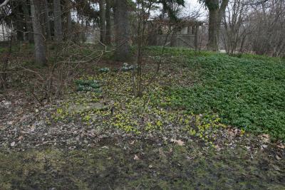 Eranthis hyemalis (Winter Aconite), habit, spring