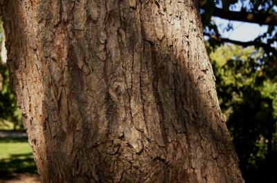 Eucommia ulmoides (Hardy Rubber-tree), bark, trunk