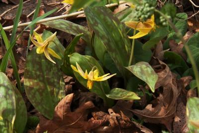 Erythronium americanum (Yellow Trout-lily), habitat